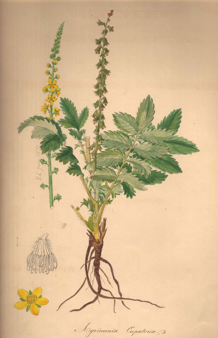 Aigremoine, Agrimonia Eurapotoria L. Aquarelle de Vincent Fossat. Muséum d'Histoire Naturelle de Nice.
