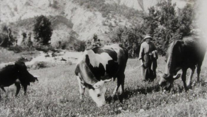 [Vaches gardées par une vieille femme dans un pré de Saint-Léger. 2e moitié du 20e siècle.]