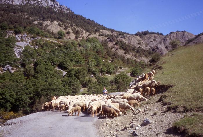 Troupeau d'ovins