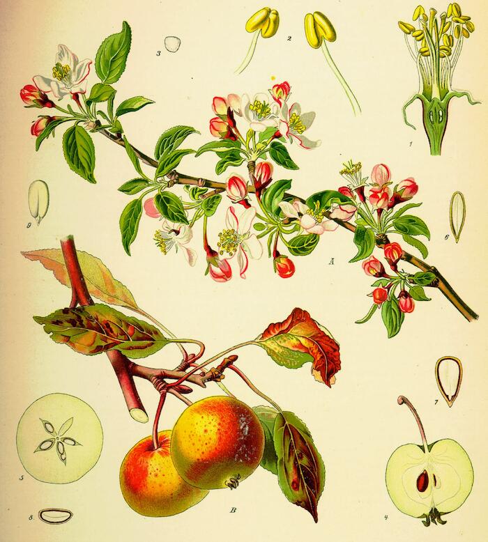 Pommier sauvage, Malus Sylvestris