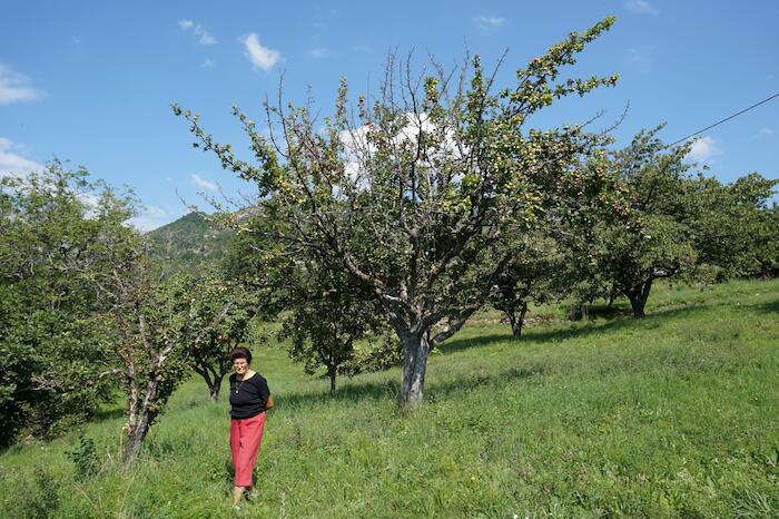 Pommier Léopold, Daluis. Photo Pauline Mayer